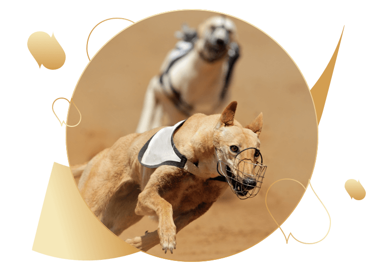 bet dog racing online